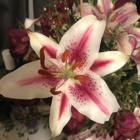 Profile Picture of Stacie Loyd (@sheapoiled) on Poshmark