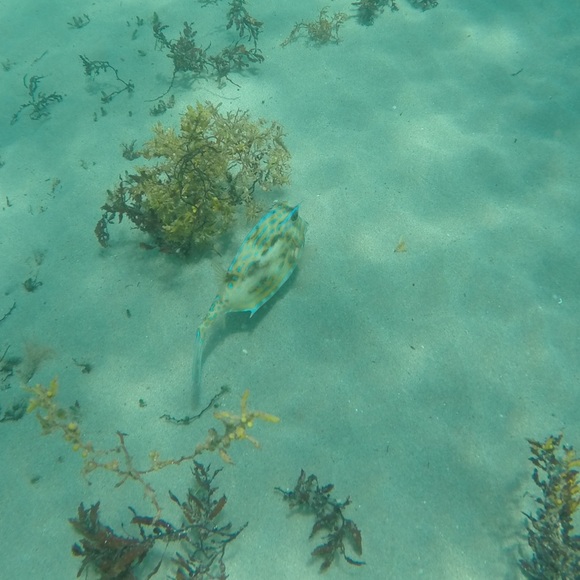 Profile Picture of Deb Wotton (@dwfit2015) on Poshmark