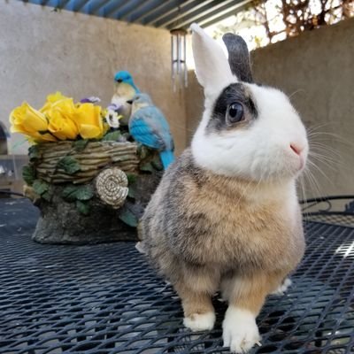 Profile Picture of Ken Witham (@spontaneousDuck) on Twitter