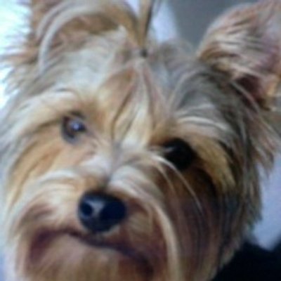 Profile Photo of Michael Brody (@coolpetpic) on Twitter