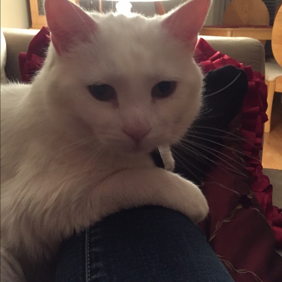 Profile Picture of Alexa Liquori (@lexil21) on Poshmark