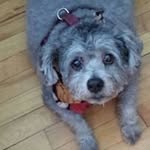 Profile Picture of Lisa Buffone (@lisabuffone) on Instagram