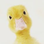 Profile Picture of Jason Duckett (@ducksliquidation) on Instagram