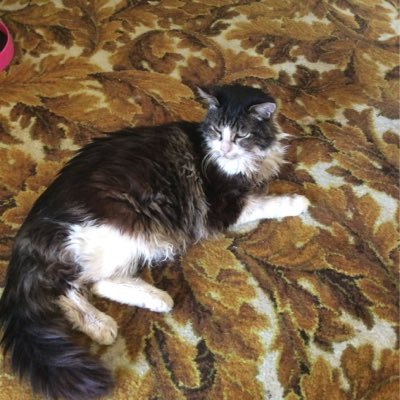 Profile Picture of Chris Robertshaw (@AussieChris1963) on Twitter