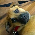 Profile Picture of amanda d'alessandro (@1117_dallessandro) on Instagram