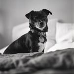 Profile Picture of Thomas Barrow (@thomasthetacoterrier) on Instagram