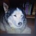 Profile Picture of Tracy Gossett (@tracygossett23) on Pinterest