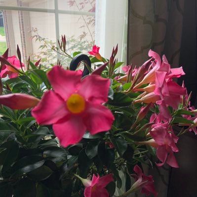 Profile Picture of Marilyn Jones-may-adair (@marilynjonesmay) on Twitter