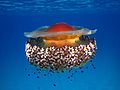 Profile Picture of Cotylorhizaon Wikipedia