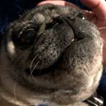 Profile Picture of Patrick Lawrence (@patwik.bacon) on Instagram