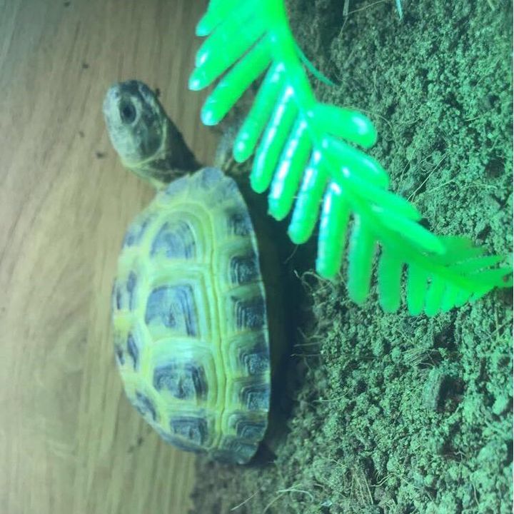 Profile Picture of Goal 1k 🤍 (@sheldon.the.tortoise.xox) on Tiktok