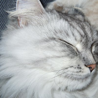 Profile Picture of Cindy Steps (@cindy_steps) on Twitter