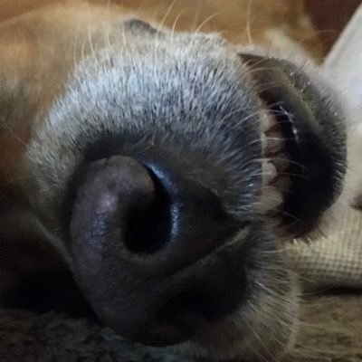 Profile Picture of Sylvia Erlenhoff (@SErlenhoff) on Twitter