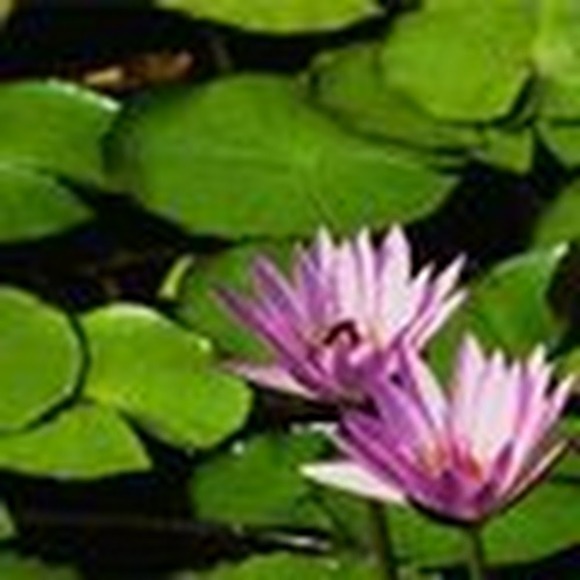 Profile Picture of Miwon Khym (@mskhym) on Poshmark