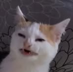 Profile Picture of Mitchell Burrows (@Mitchell-Burrows) on Facebook