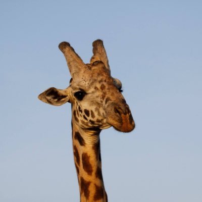 Profile Picture of Ellen Abrams (@ellen_abrams) on Twitter