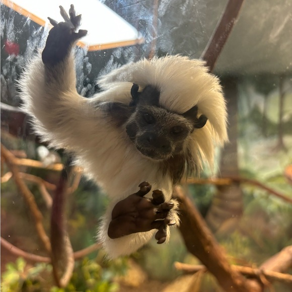 Profile Picture of Leila Yocca-wright (@leilayocca) on Poshmark