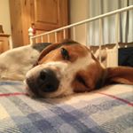 Profile Picture of Suzanne Wolfe (@suzewolfe) on Instagram