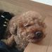 Profile Picture of Maron Toy Poodle (@maron.toypoodle) on Facebook