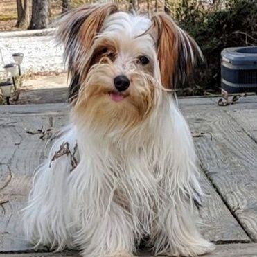 Profile Picture of Pissed Patriot Paratrooper (@ChrisBoren12) on Twitter