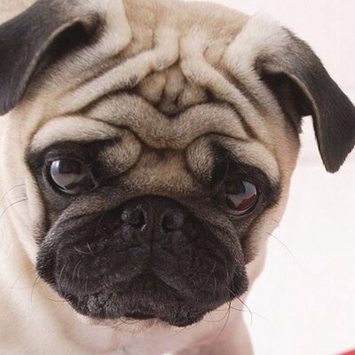 Alex Bedolla - Twitter Profile Picture of Alex Bedolla (@AlexObedolla1) on Twitter