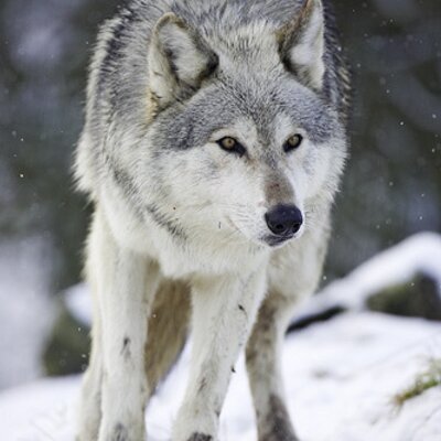 Amanda Ballard - Twitter Profile Picture of Amanda Ballard (@MidnightProwess) on Twitter