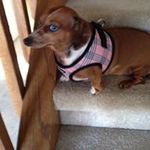 Profile Picture of Cheryl Fulkerson (@cheryl_doxie_mom) on Instagram