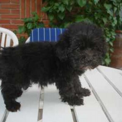 Profile Picture of Thomas Lerma (@thomicul) on Twitter