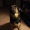 Profile Picture of Craig MacFarlane Jr (@@moon_doggy11) on Tiktok