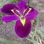 Profile Picture of Maria Fonseca (@marifonsi72) on Flickr