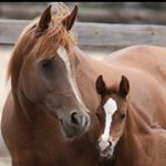 Profile Picture of Belinda Obrien (@blinda_70) on Instagram
