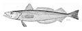 Profile Picture of Silver hake - Wikipediaon Wikipedia