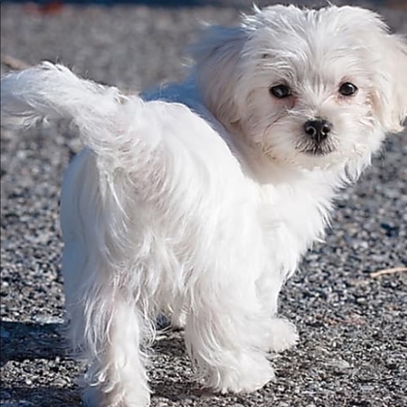 Profile Picture of Elsa Canas (@elsacanas) on Poshmark