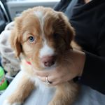 Profile Picture of Doug Bauer (@baxter_the_toller) on Instagram