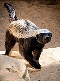 Profile Picture of Honey badger - Wikipediaon Wikipedia