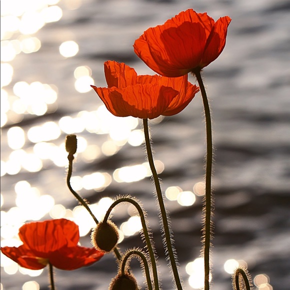 Profile Picture of Madee Ertmer (@minee03) on Poshmark