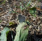 Profile Picture of Erica Gregor (@jotain.nerokasta) on Facebook