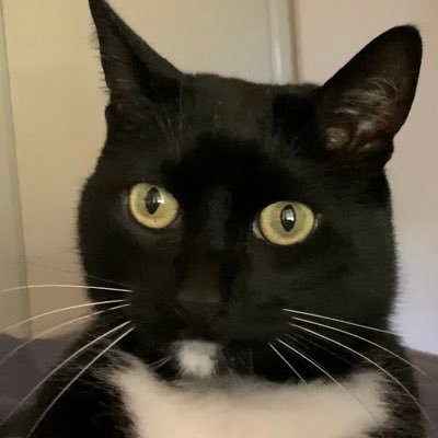 Profile Picture of Gene Barclift (@GeneCat33) on Twitter