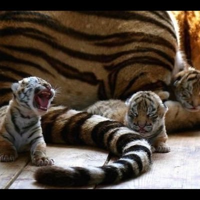 Profile Picture of Steven Thigpen (@srthig) on Twitter