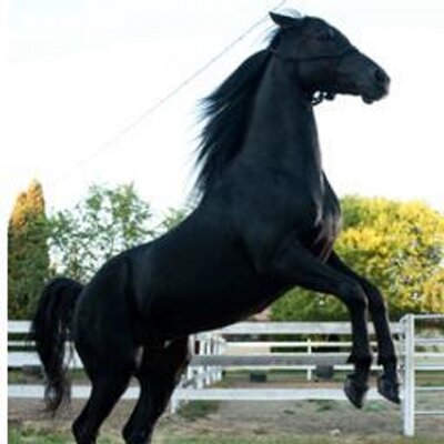 Profile Picture of Kim Hiers (@kmhFLICKA2013) on Twitter