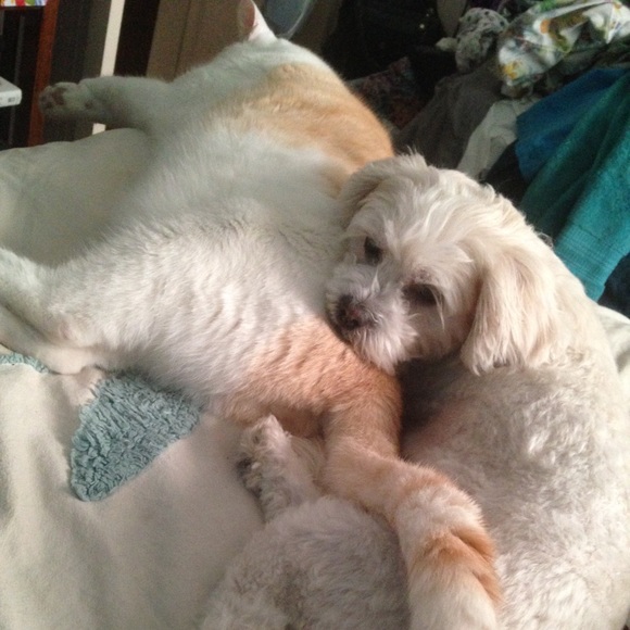 Profile Picture of Donna Player (@djvester) on Poshmark