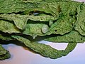 Profile Picture of Ramalina fraxineaon Wikipedia
