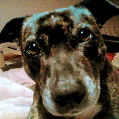 Profile Picture of Louise Campbell (@Ljm67Lou) on Twitter
