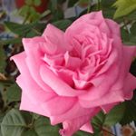 Profile Picture of Regina~Я~Rimovna (@regina_yapparova) on Instagram