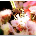 Profile Picture of Stanley Thorpe (@stanleythorpe) on Instagram