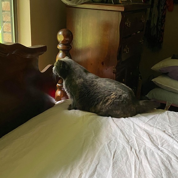 Profile Picture of Debbie Elswick (@debbierocks92) on Poshmark