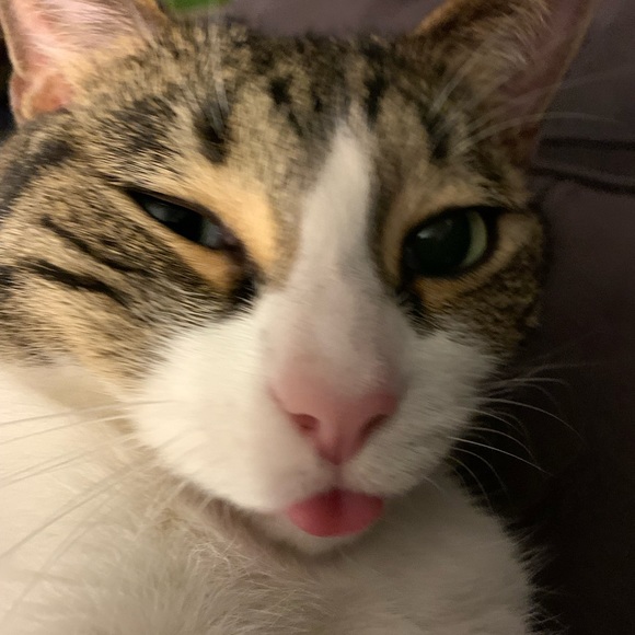 Profile Picture of Kimberly Caflisch (@lollipopopera1) on Poshmark