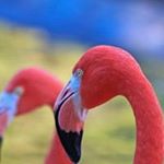 Profile Picture of Lisa Bogart-Tales (@flamingo_grandma) on Instagram