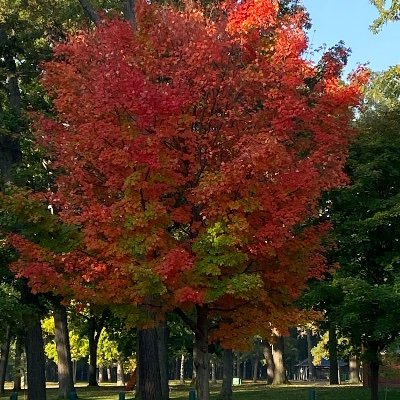 Profile Picture of Anne Maroney (@MaroneyAnne) on Twitter