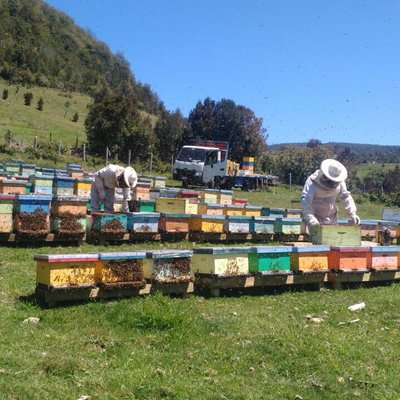 Profile Picture of Luis Fuenzalida I (@luisapicola) on Twitter